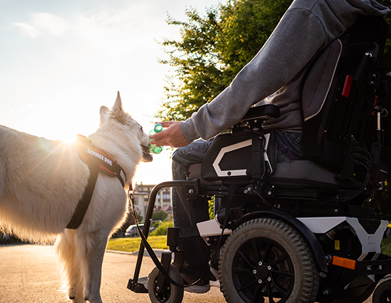 wheelchair service dog